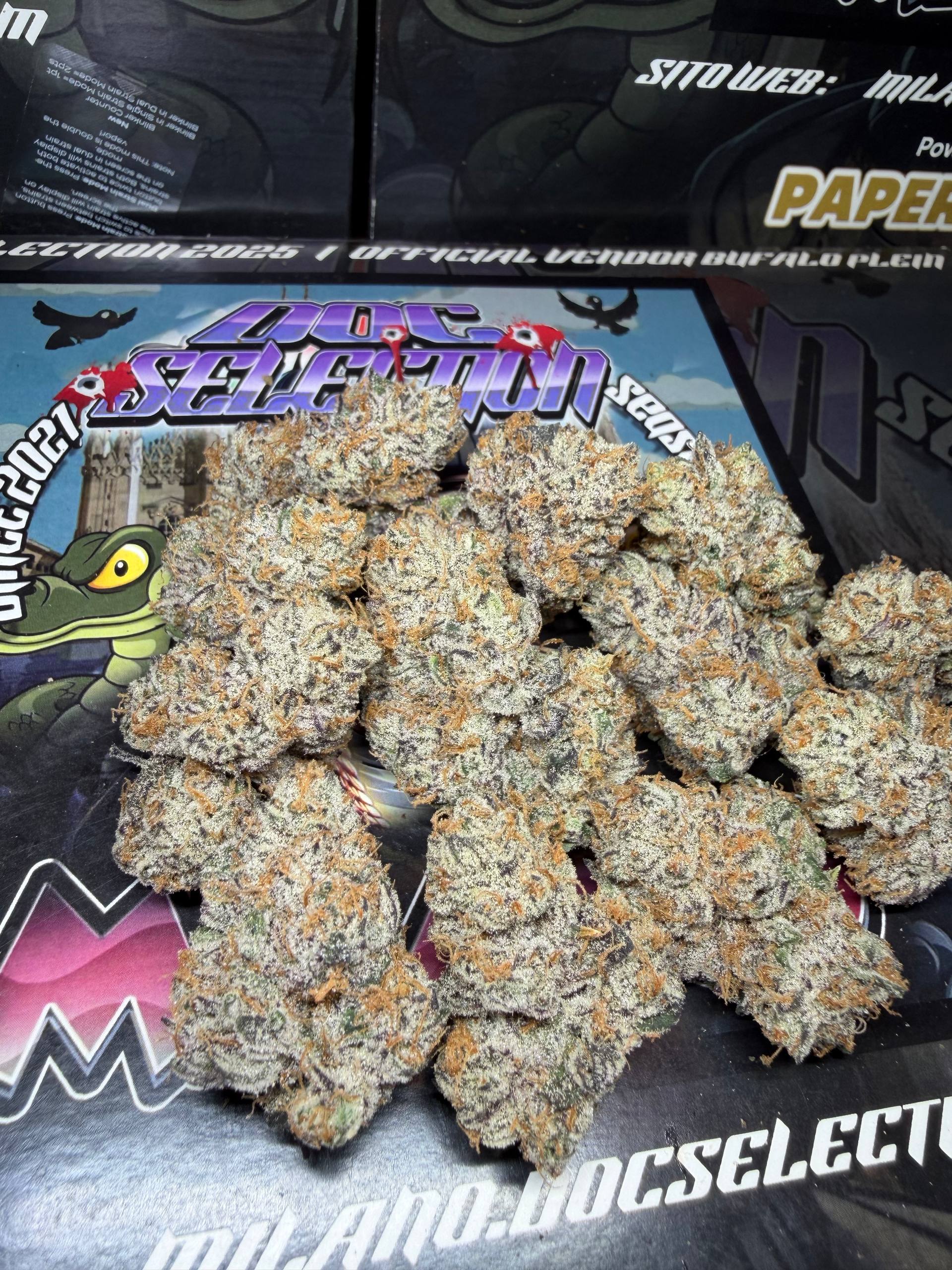  Cali Doc grow ITA - MAMI MIAMI