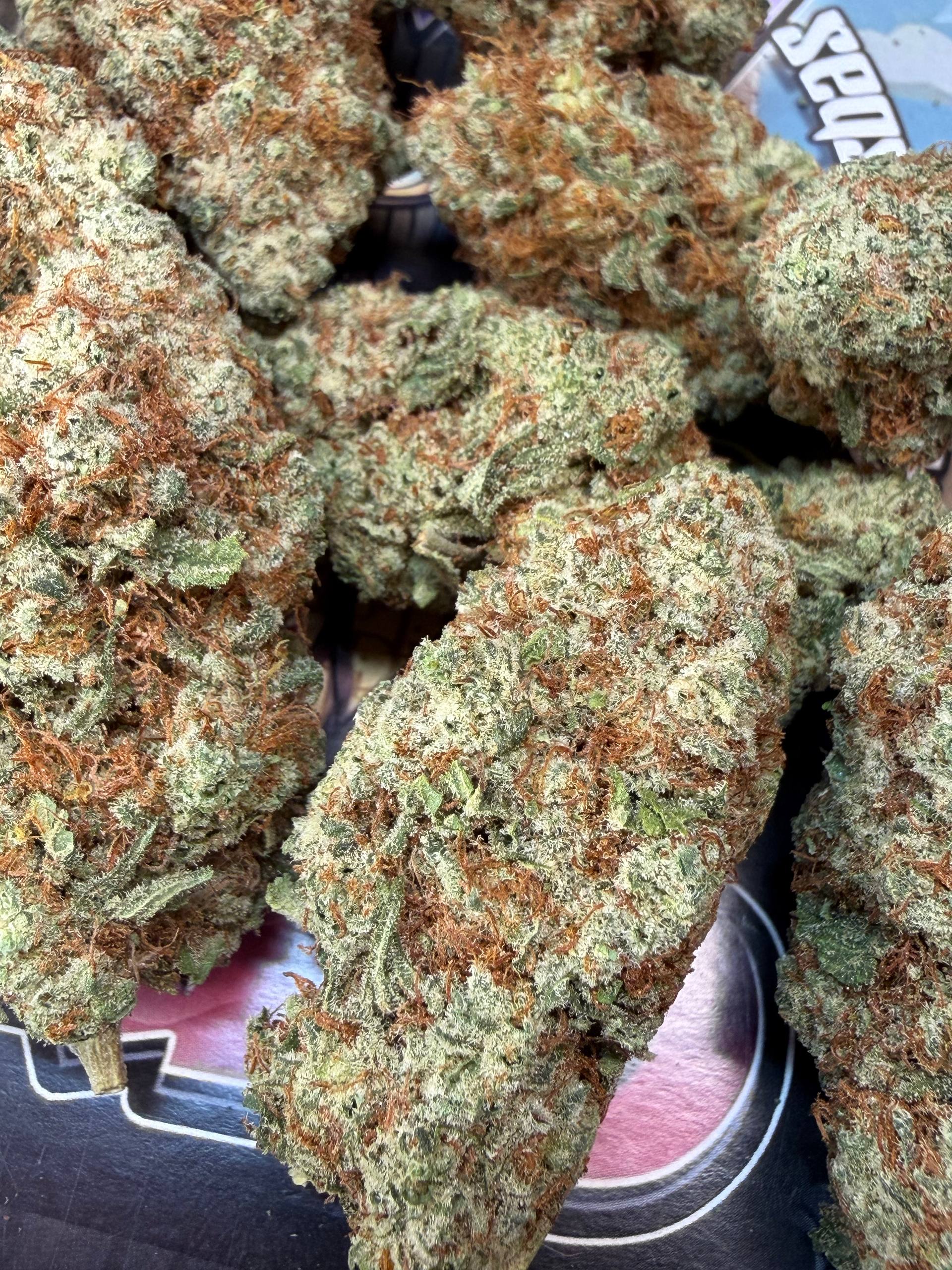 TOP Spali Doc. Grow Spain - GLADIATOR BERRY