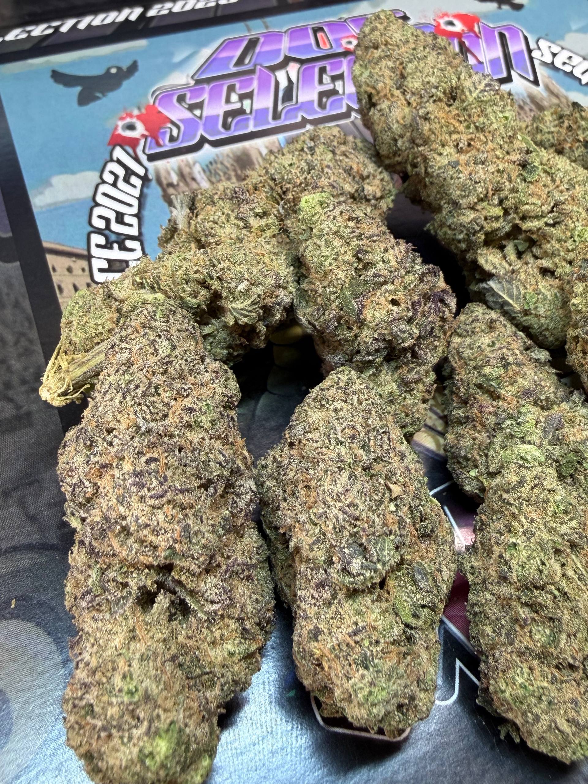 TOP Spali Doc. Grow Spain - FULL GAS BOMB