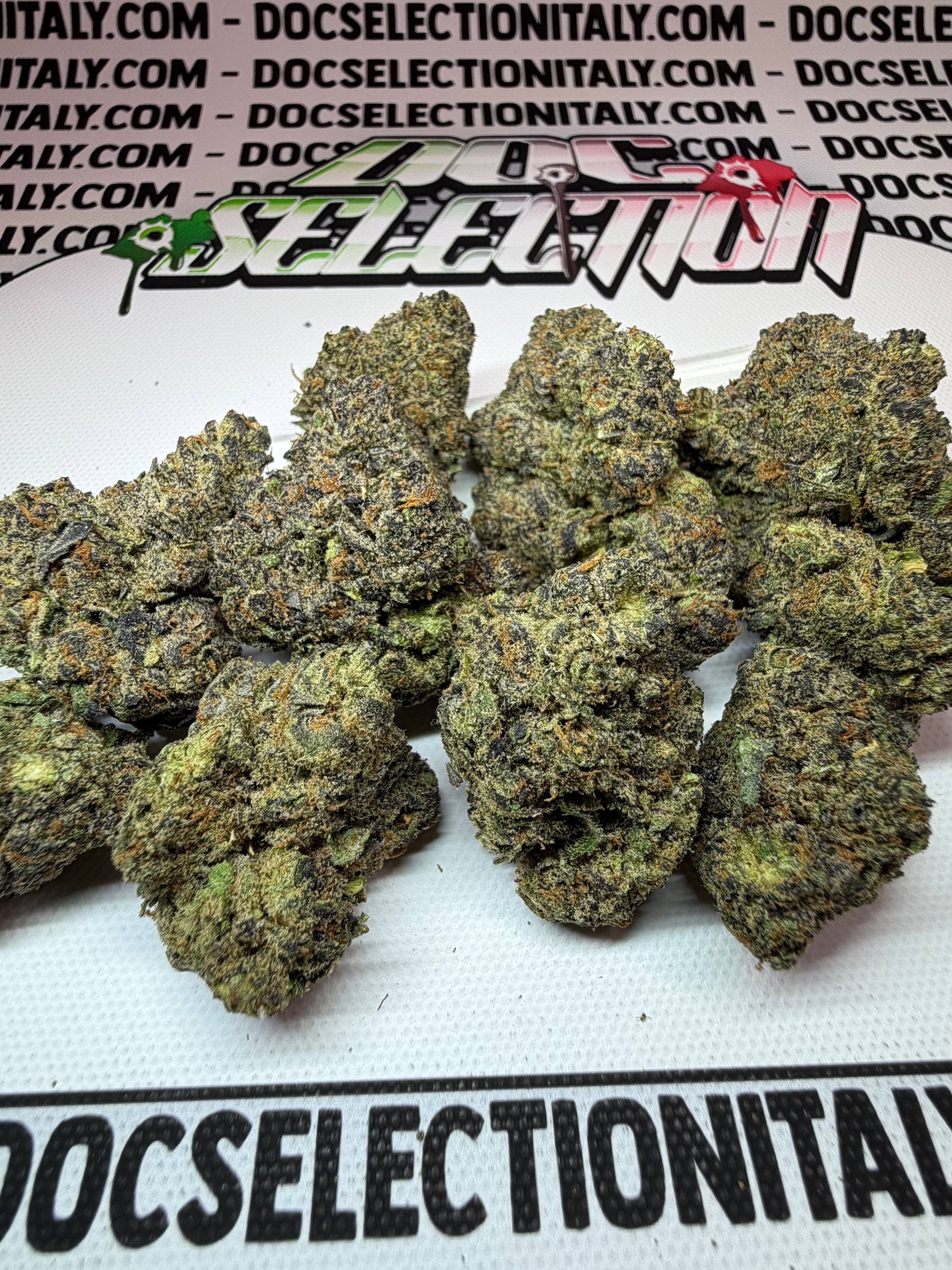 TOP Californiana Farmaceutica - SHERBANGER X LAVA41