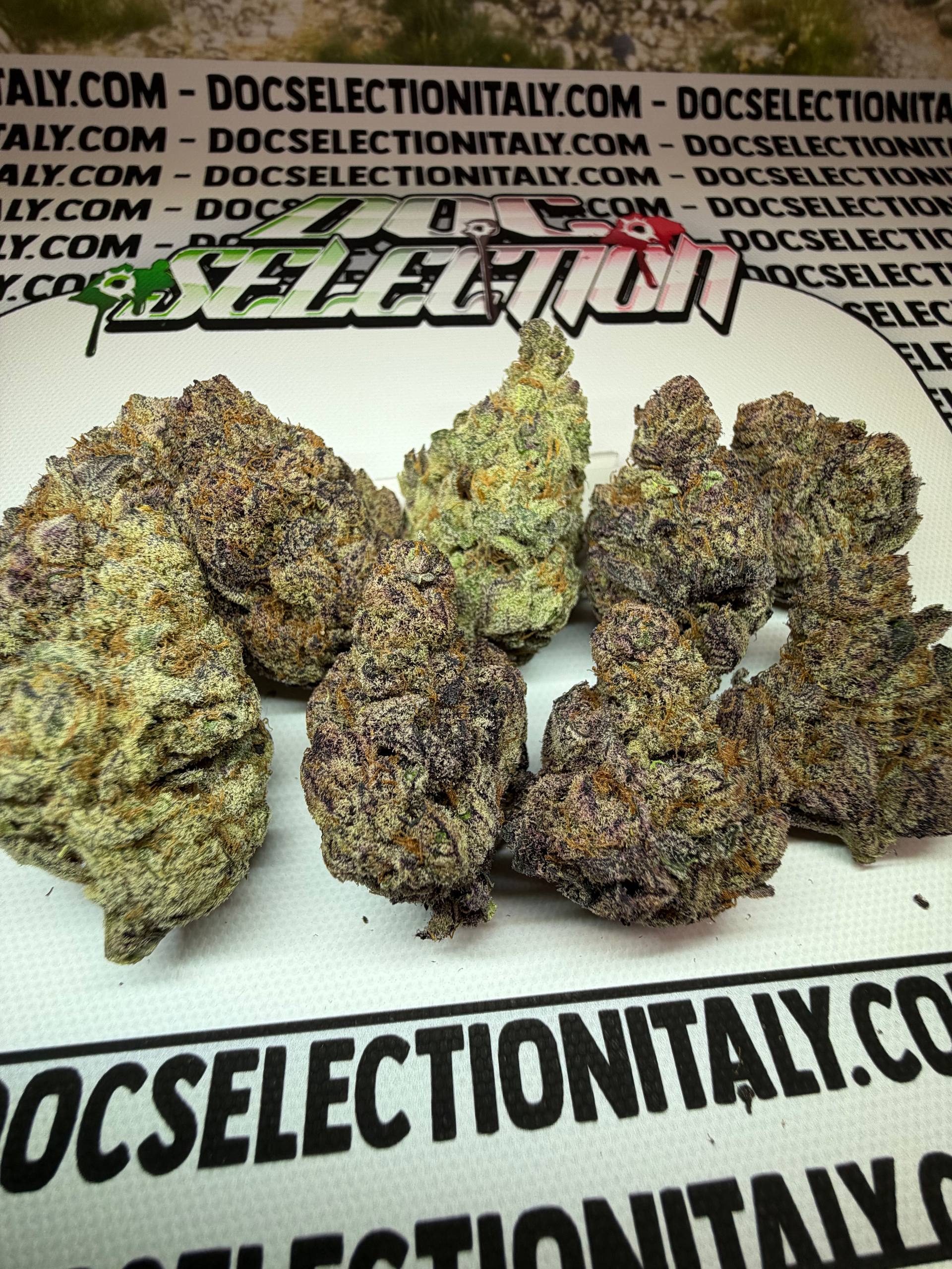 TOP Spali Doc. Grow Spain - TRENCHY RUNTZ