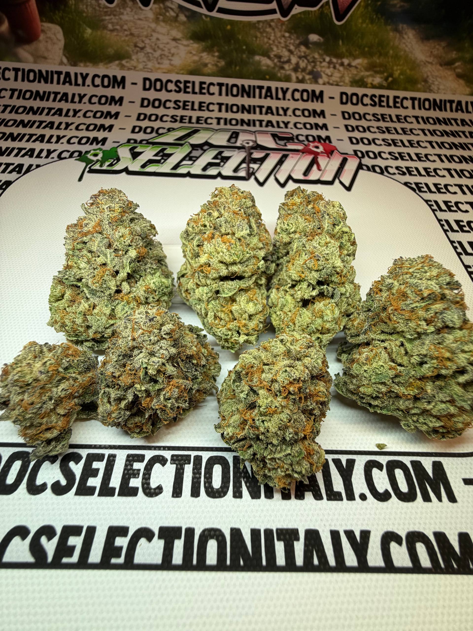 TOP Spali Doc. Grow Spain - GEORGIA PIE CHERRY