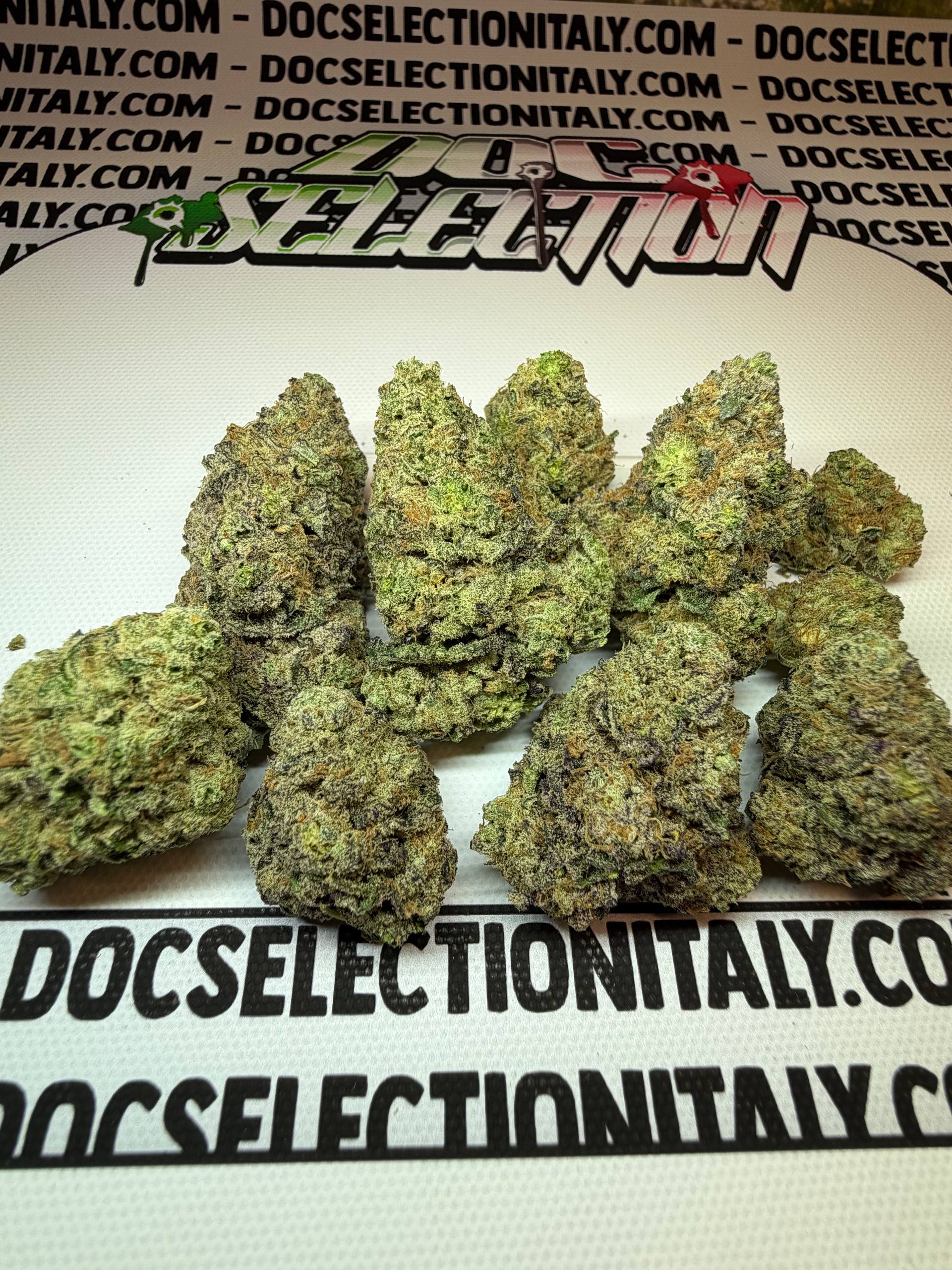 TOP Spali Doc. Grow Spain - WHIP GASSY