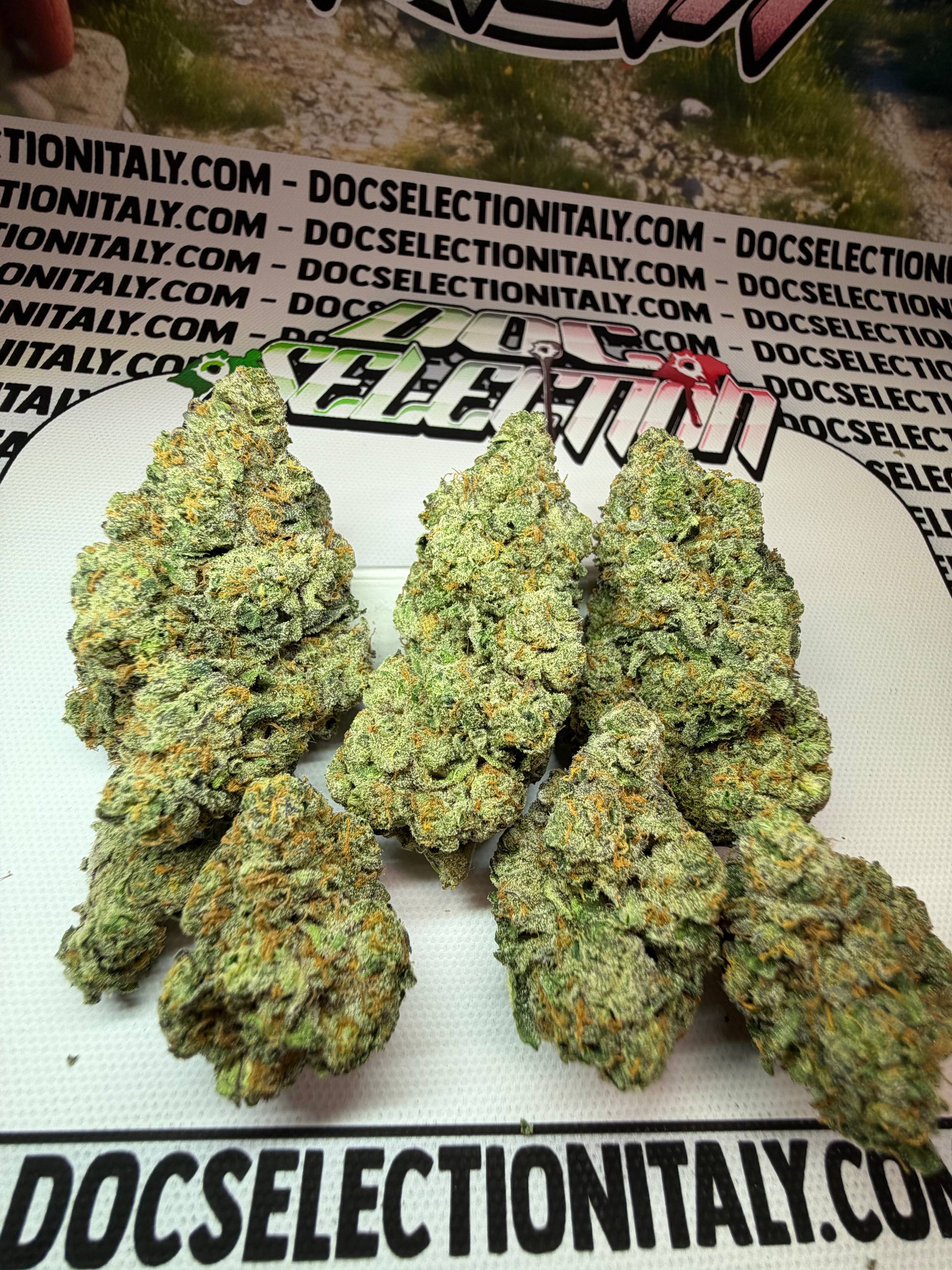 TOP Spali Doc. Grow Spain - APPLE FRITTER BOOST